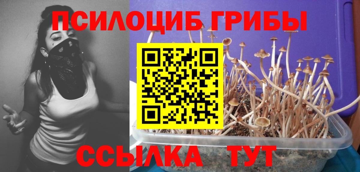 Волхов  Псилоцибиновые грибы мухоморы  Вход с VPN 
